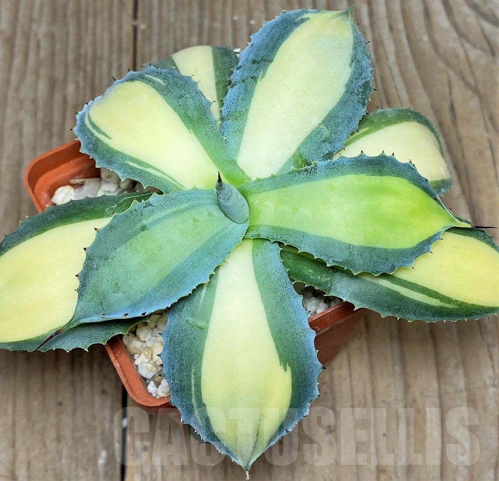 SHPR19502 Agave potatorum 'Rum Runner' – Bild 2