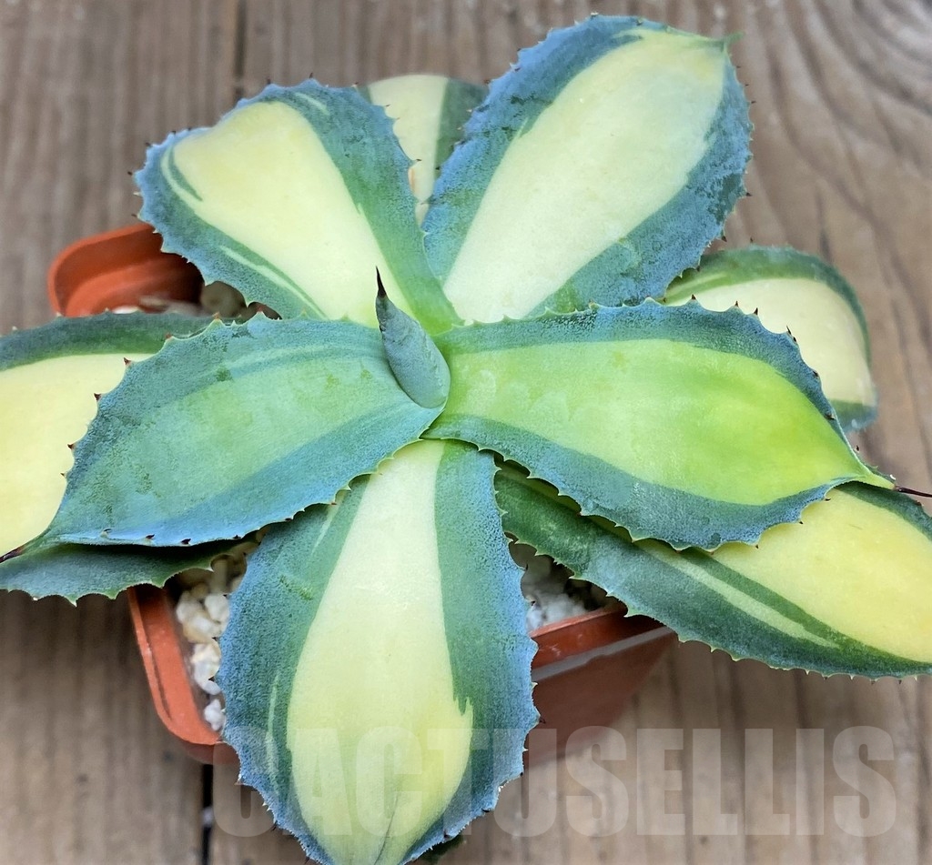 SHPR19502 Agave potatorum 'Rum Runner' – Bild 3