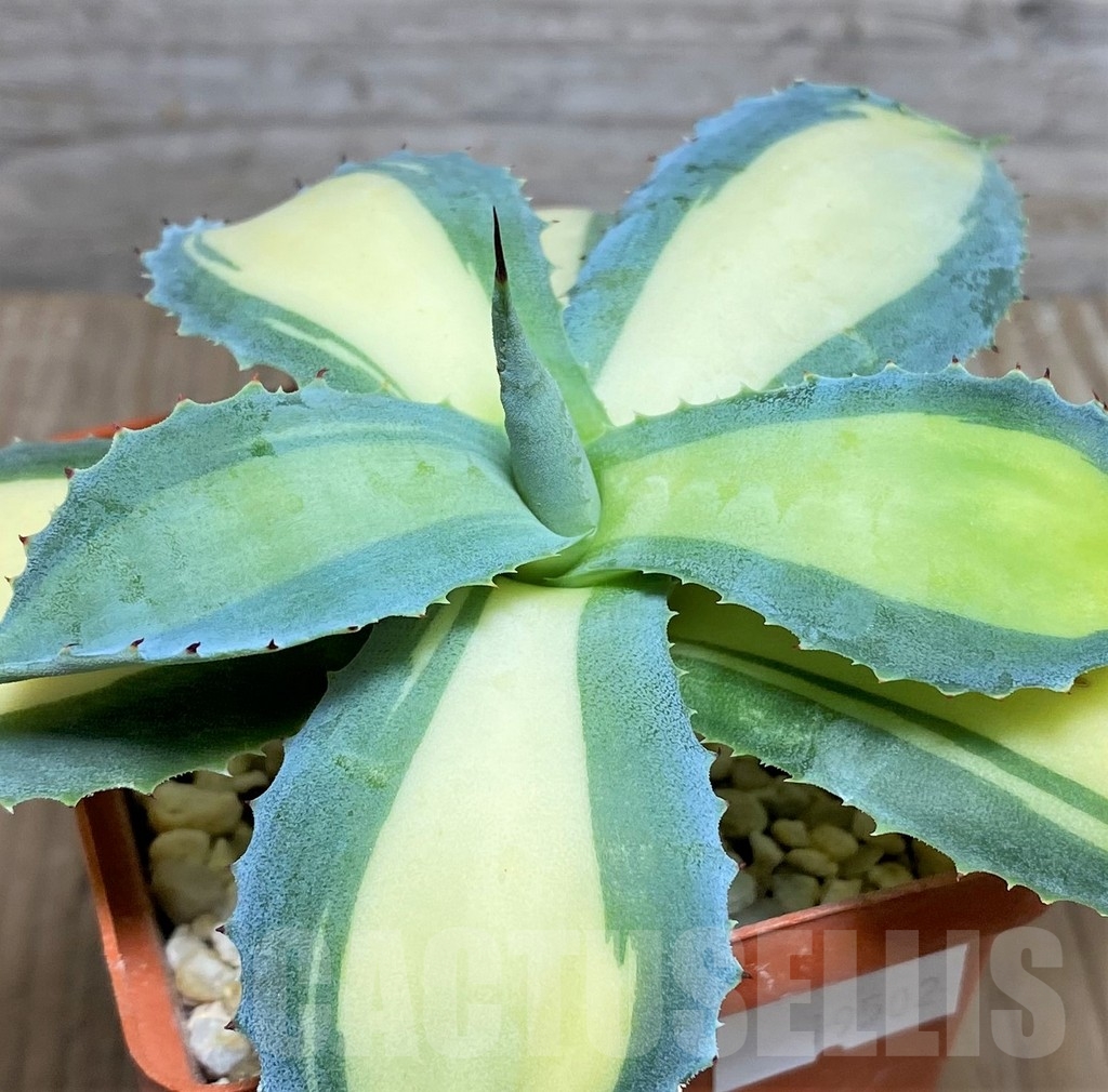 SHPR19502 Agave potatorum 'Rum Runner'