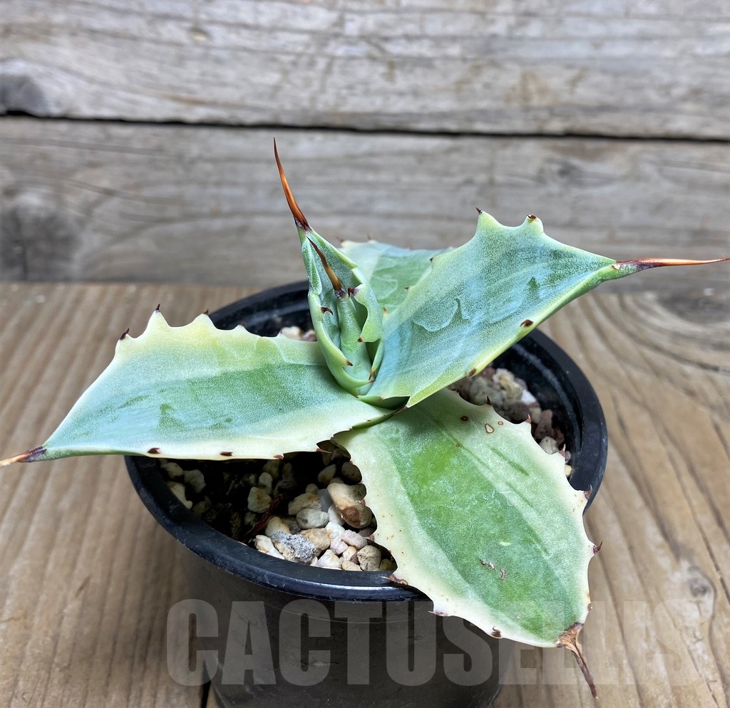 SHPR19503 Agave verschaffeltii f. variegata - Image 2