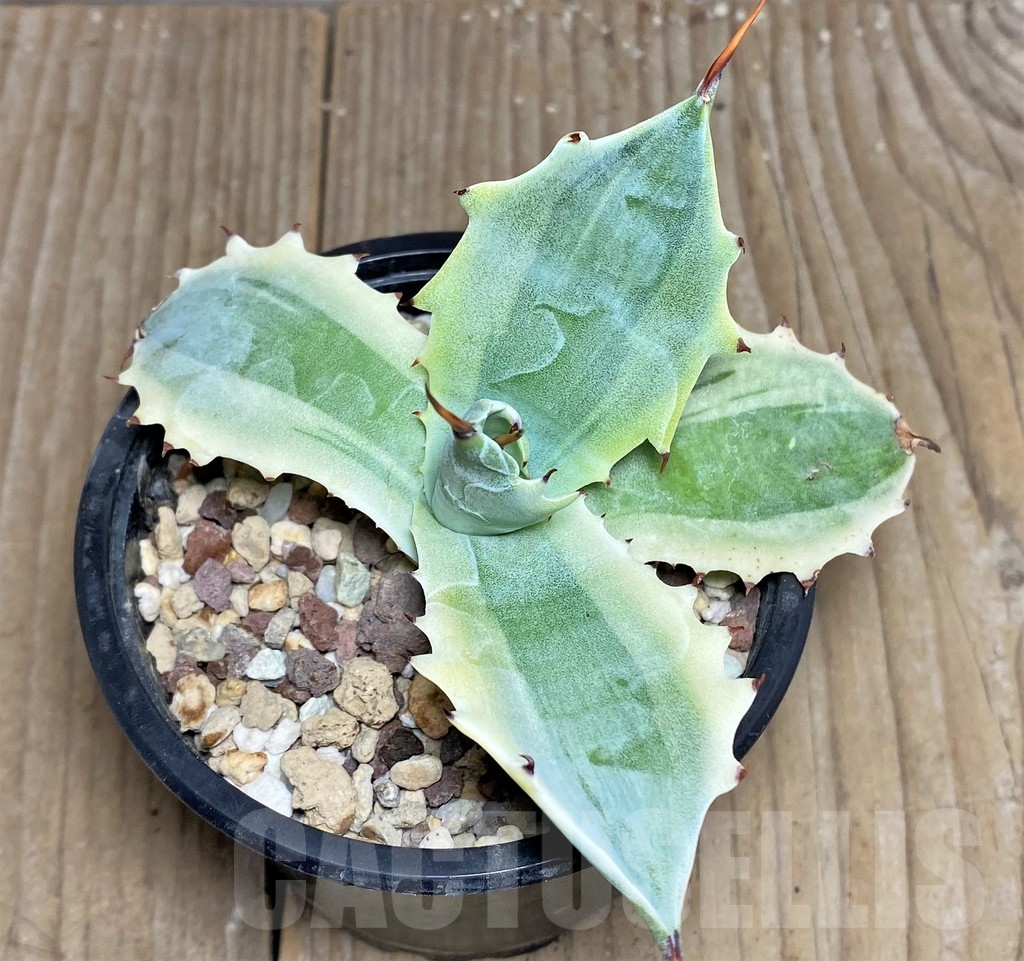 SHPR19503 Agave verschaffeltii f. variegata - Image 3