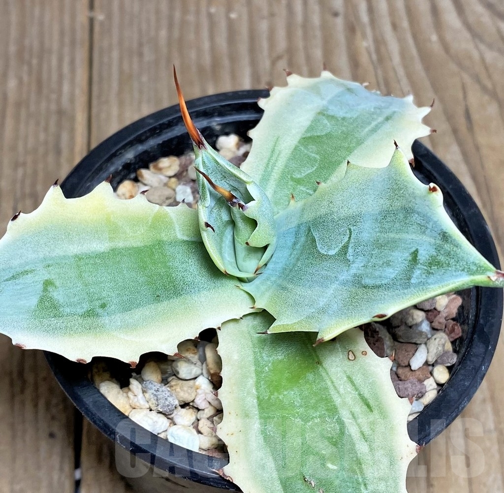 SHPR19503 Agave verschaffeltii f. variegata