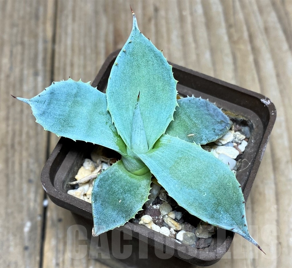 SHPR19507 Agave pygmaea -Jalisco- - Image 2