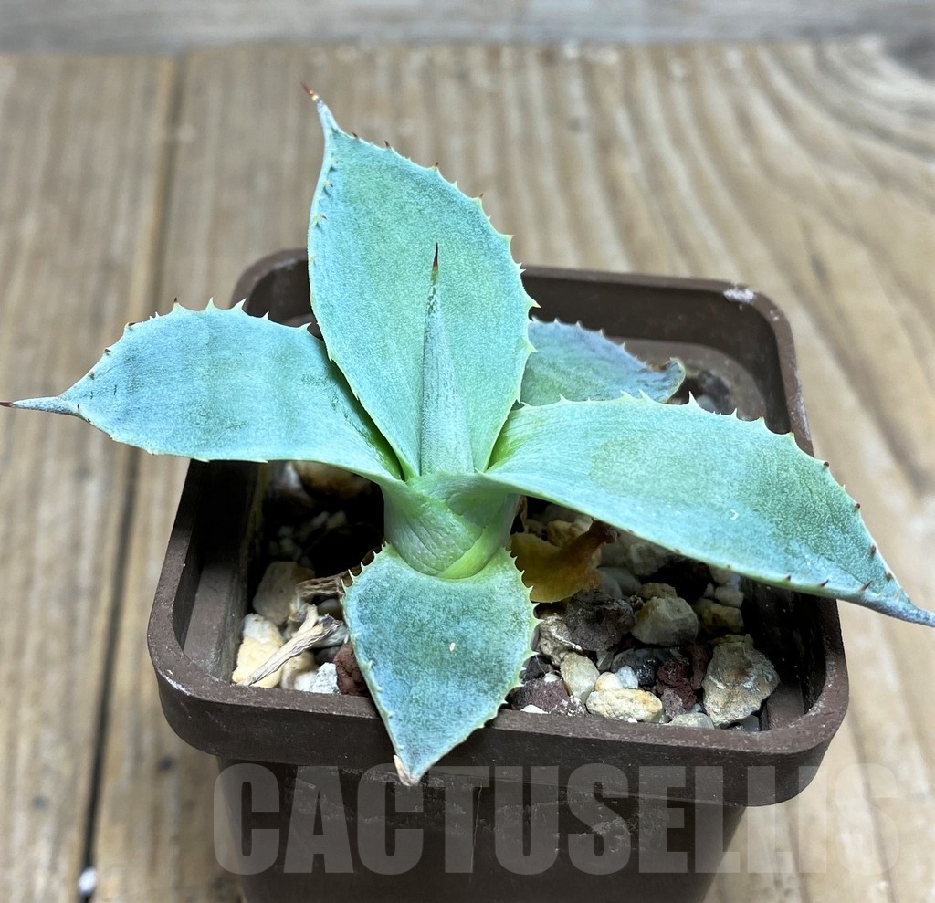 SHPR19507 Agave pygmaea -Jalisco- - Image 3