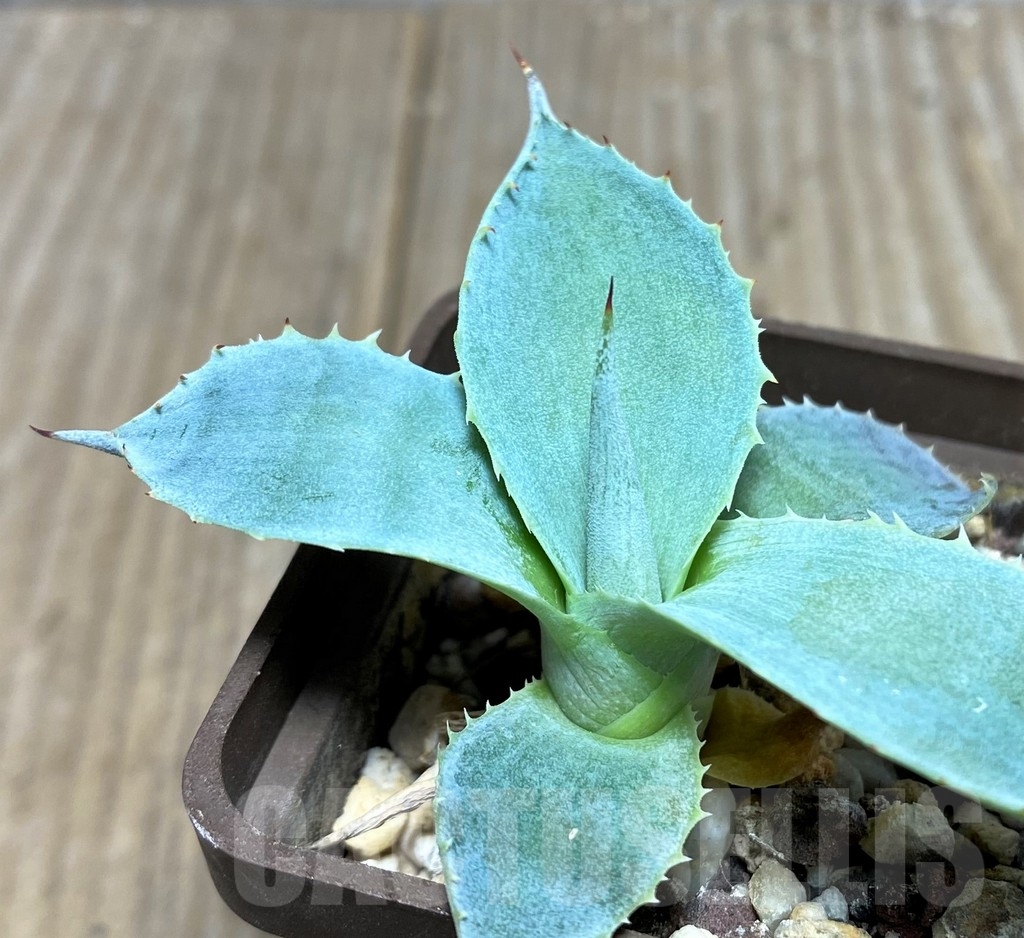 SHPR19507 Agave pygmaea -Jalisco-