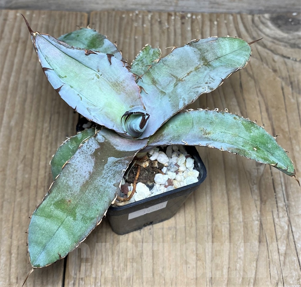 SHPR19508 Agave titanota 'Black and Blue' – Bild 2