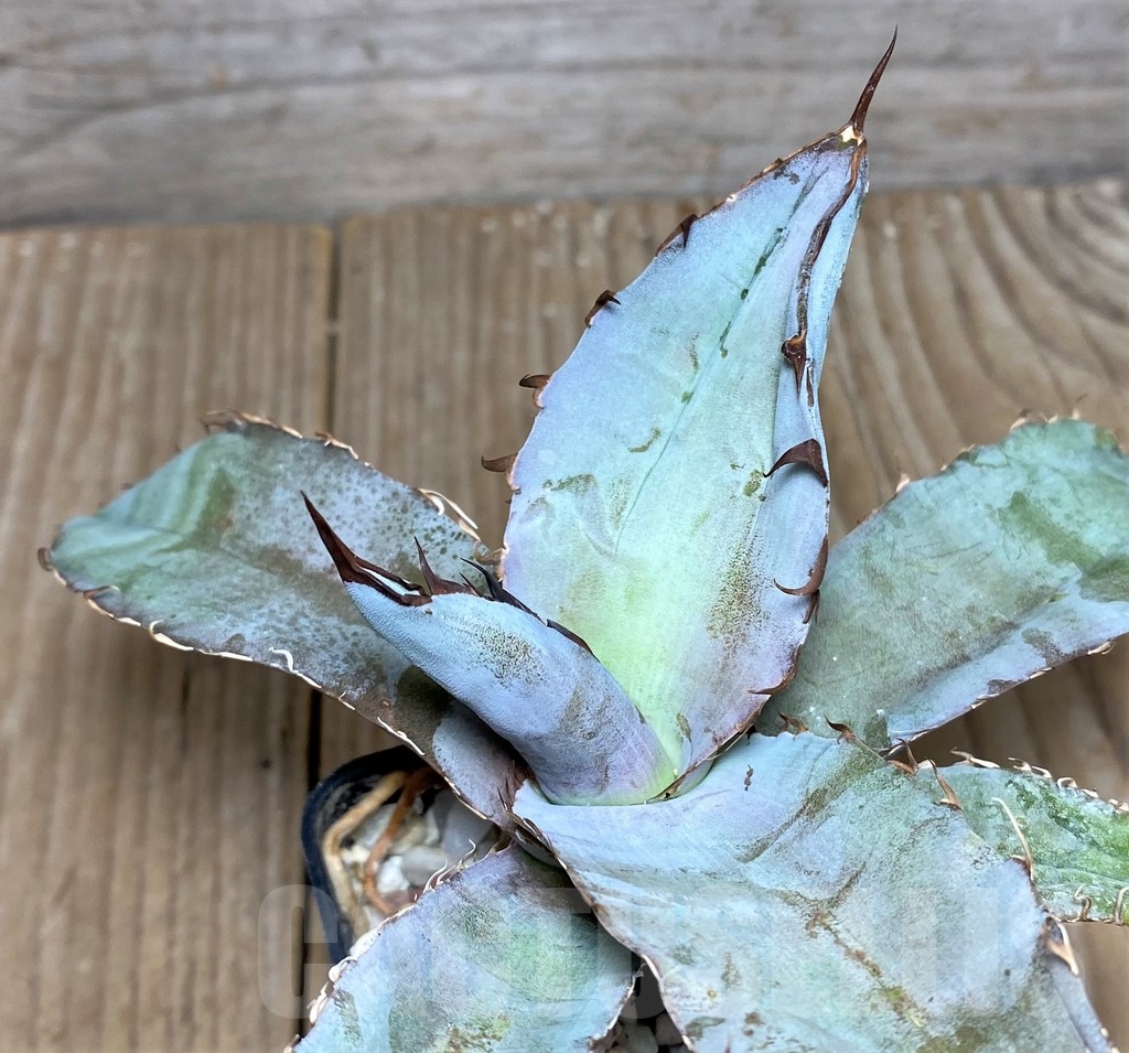 SHPR19508 Agave titanota 'Black and Blue'