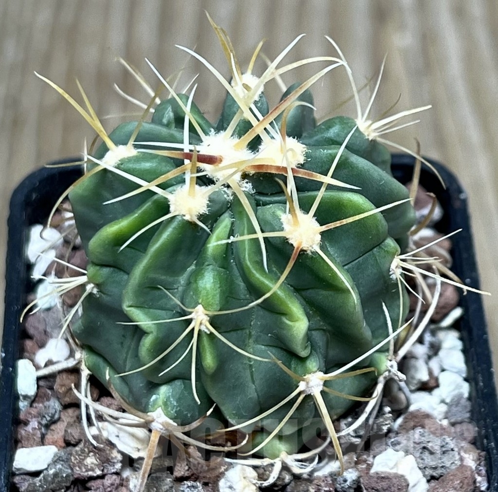 SHPR19893 Ferocactus latispinus