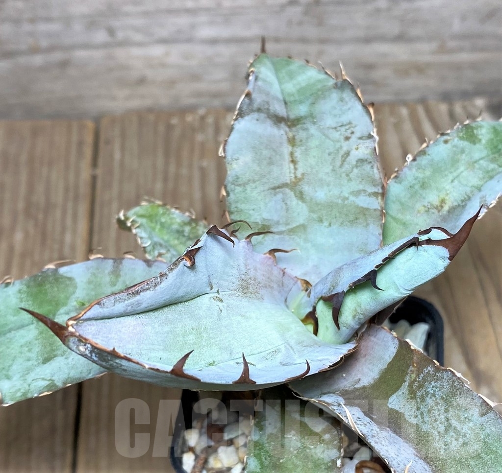 SHPR19508 Agave titanota 'Black and Blue' – Bild 3
