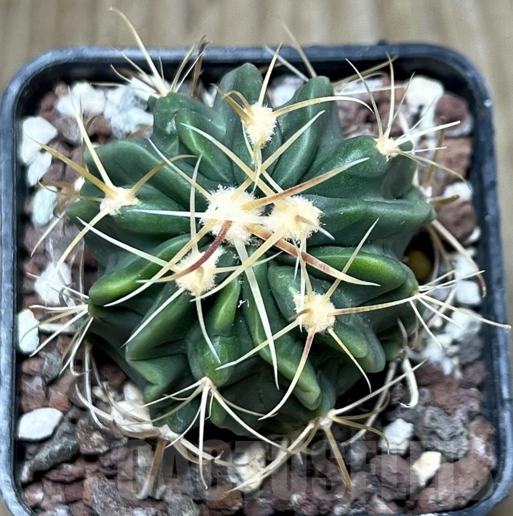 SHPR19893 Ferocactus latispinus - Зображення 2