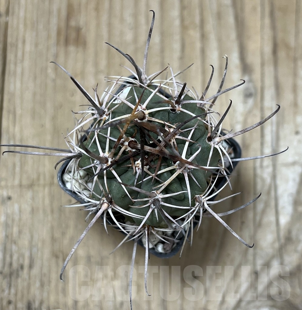 SHPR19894 Lobivia ferox - Зображення 2