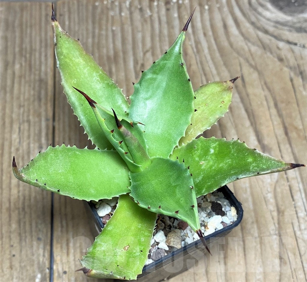 SHPR19510 Agave sp. magnifica - Image 2