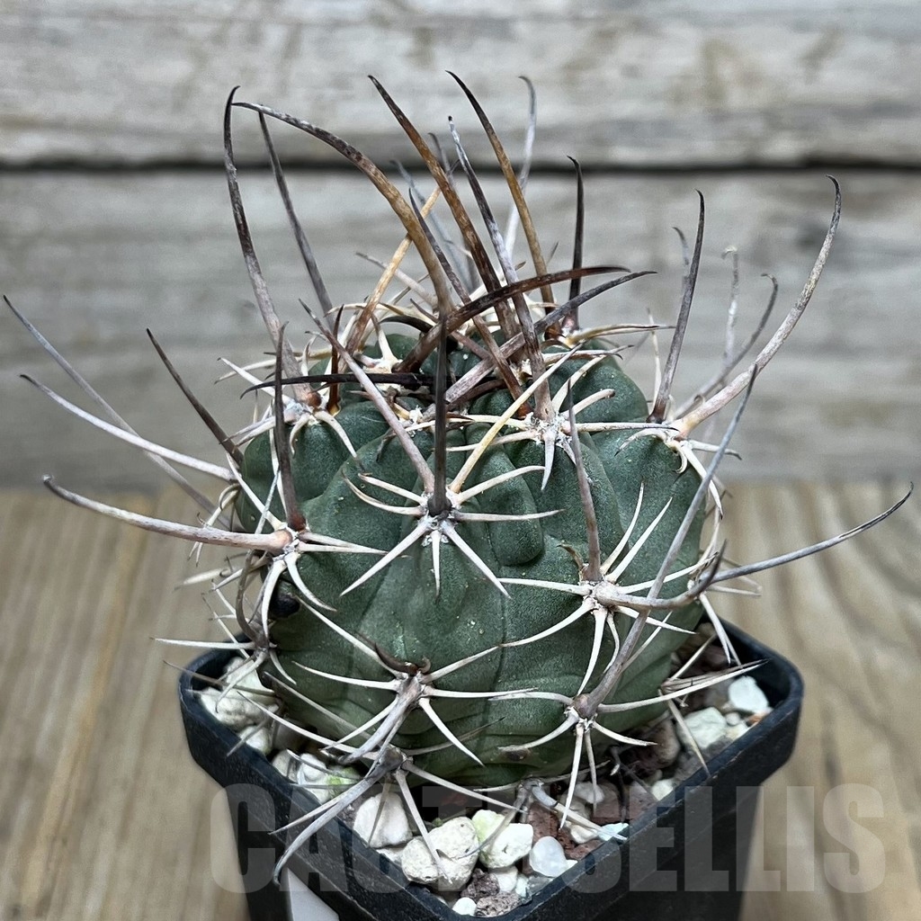 SHPR19894 Lobivia ferox