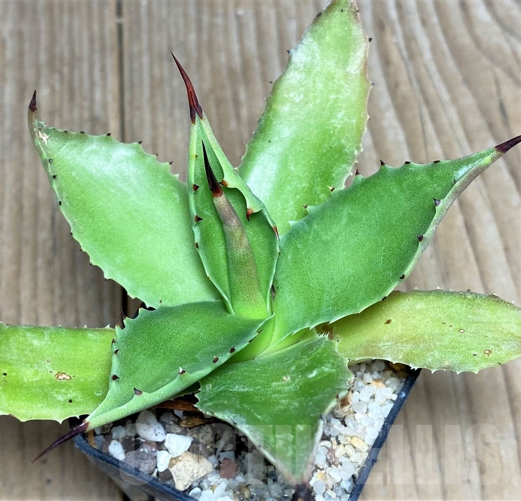 SHPR19510 Agave sp. magnifica