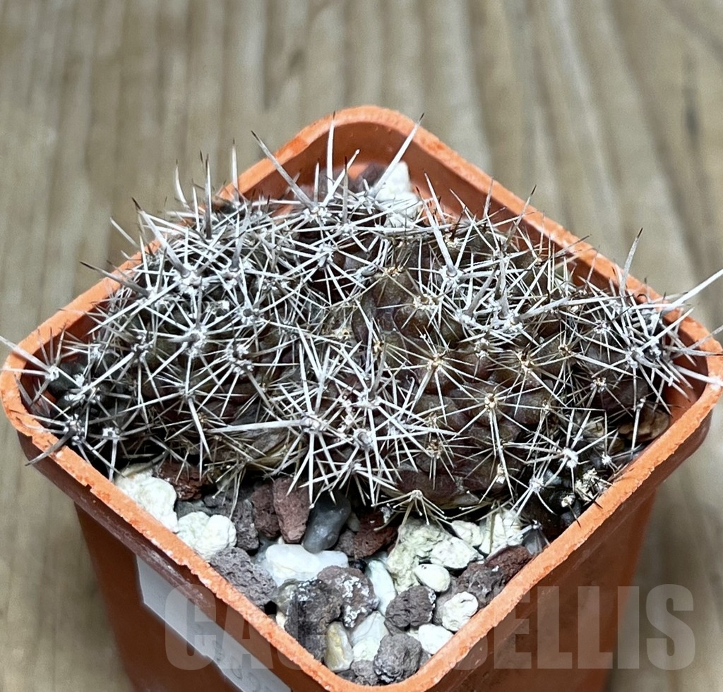 SHPR19895 Neoporteria subgibbosa v. litoralis - Зображення 2