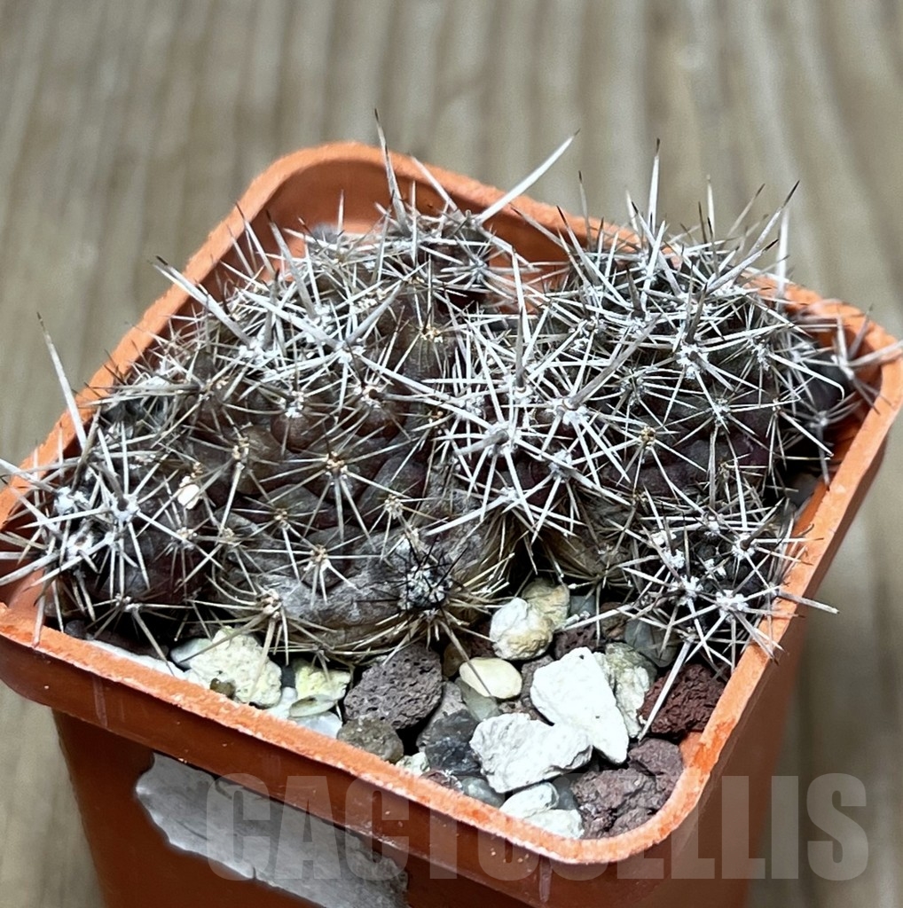 SHPR19895 Neoporteria subgibbosa v. litoralis