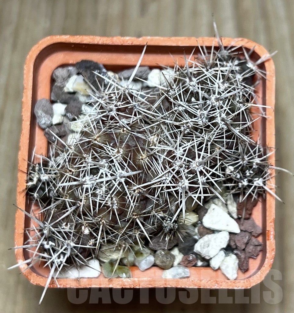 SHPR19895 Neoporteria subgibbosa v. litoralis - Зображення 3
