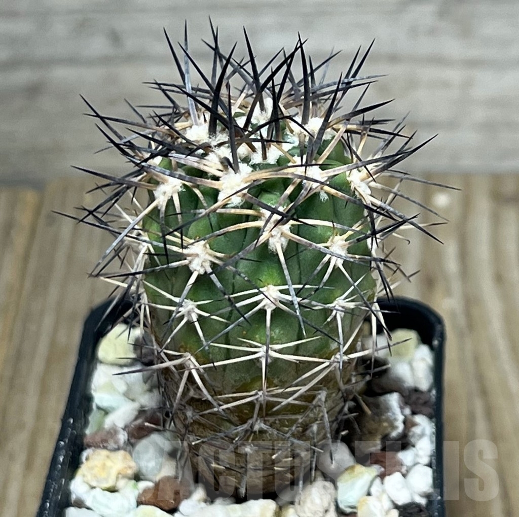 SHPR19896 Acanthocalycium thionanthum KLA 60A
