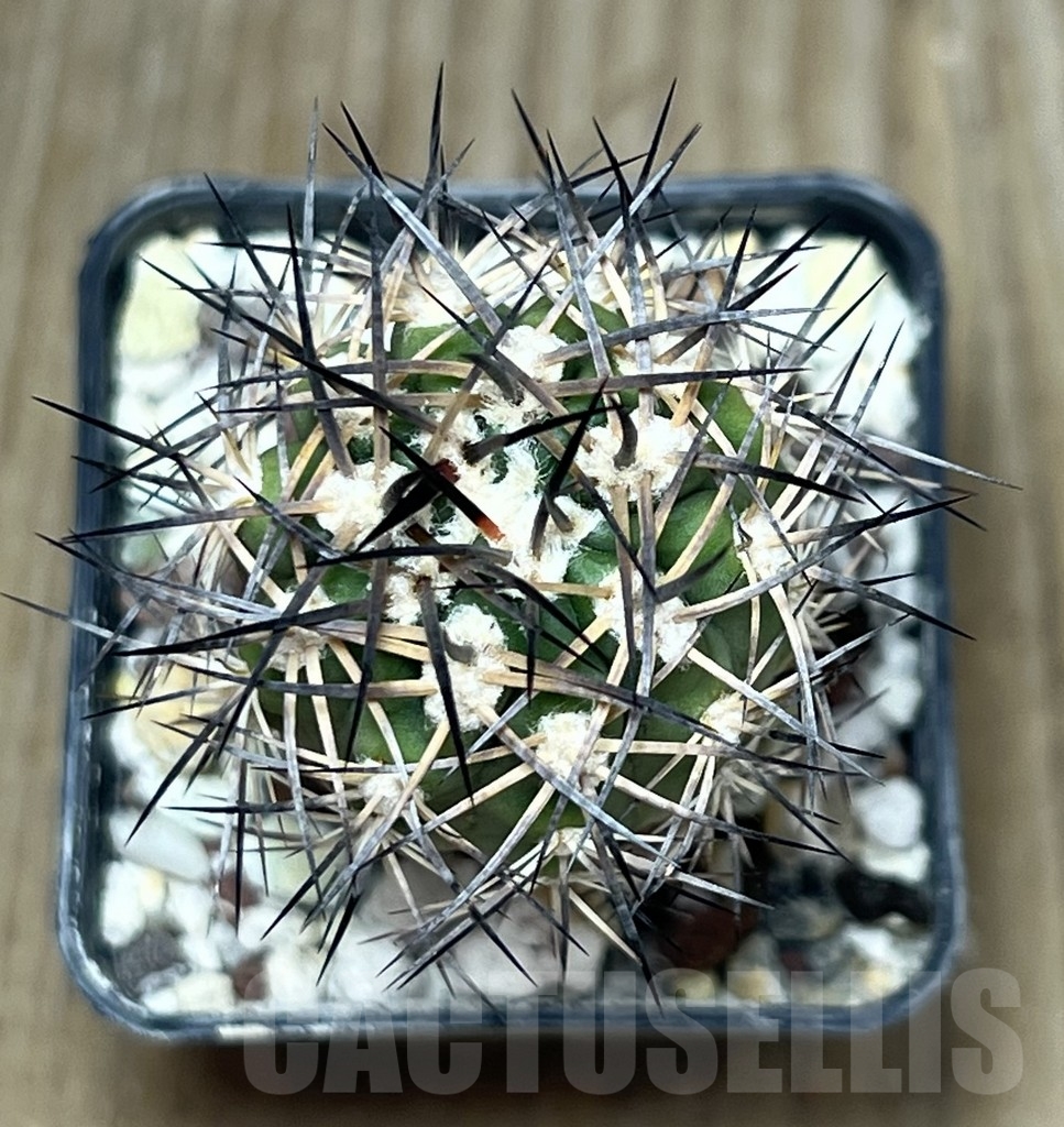 SHPR19896 Acanthocalycium thionanthum KLA 60A - Image 2