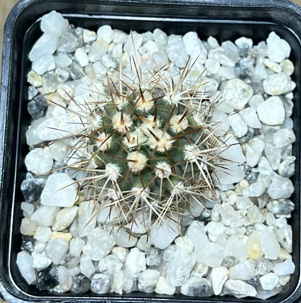 SHPR19897 Eriosyce aurata -Vicuna- - Image 2