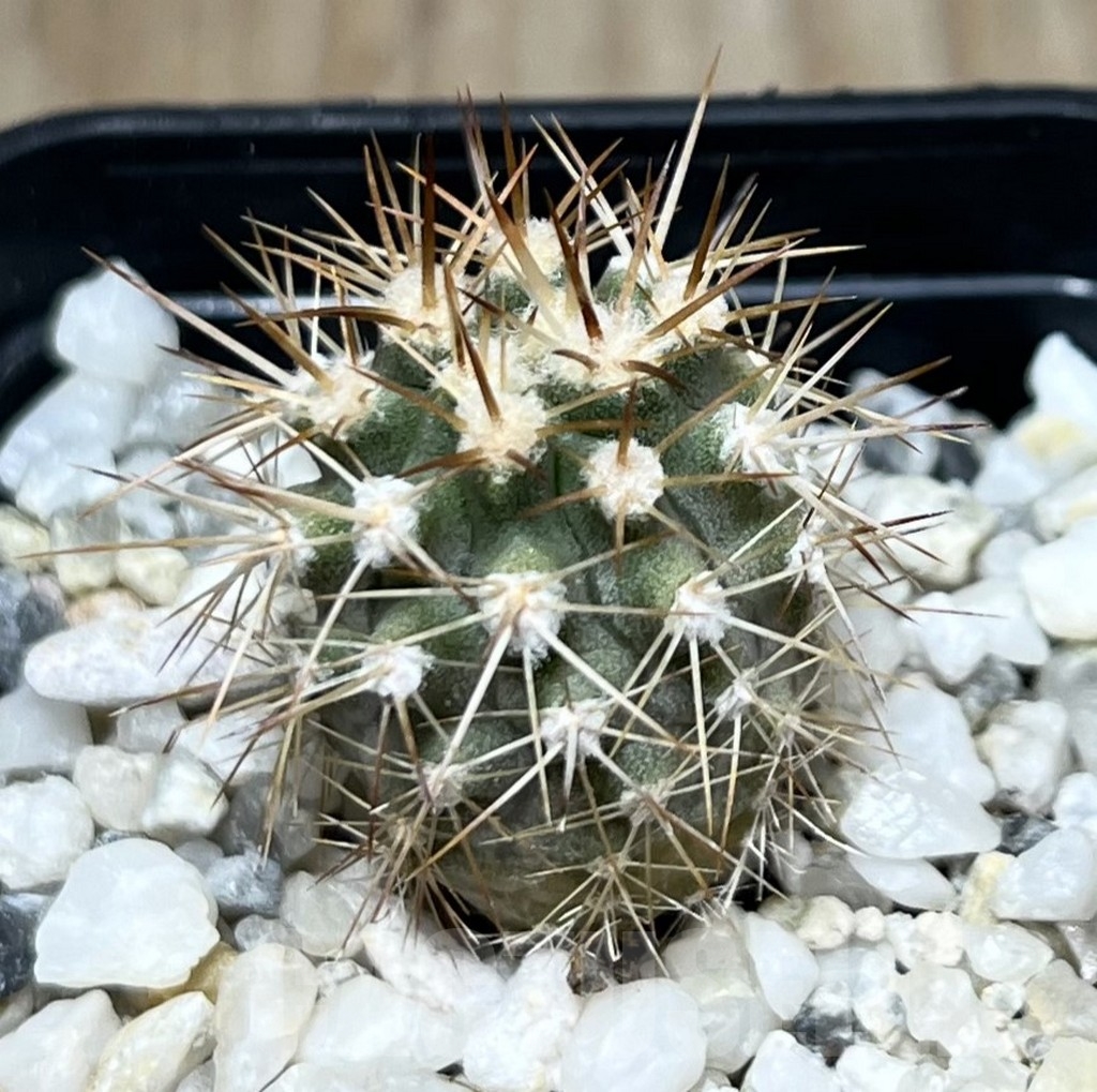 SHPR19897 Eriosyce aurata -Vicuna-