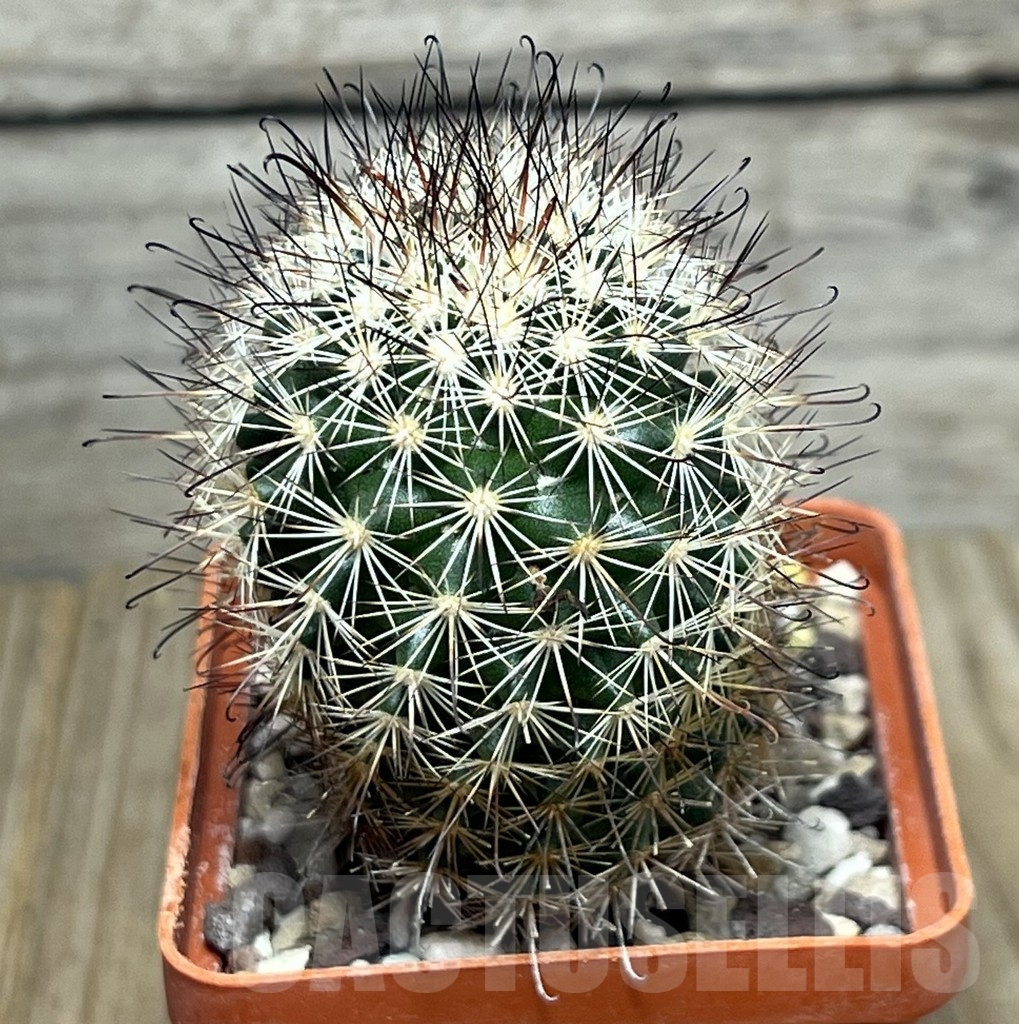 SHPR19898 Mammillaria blossfeldiana form. 7135 - Image 2