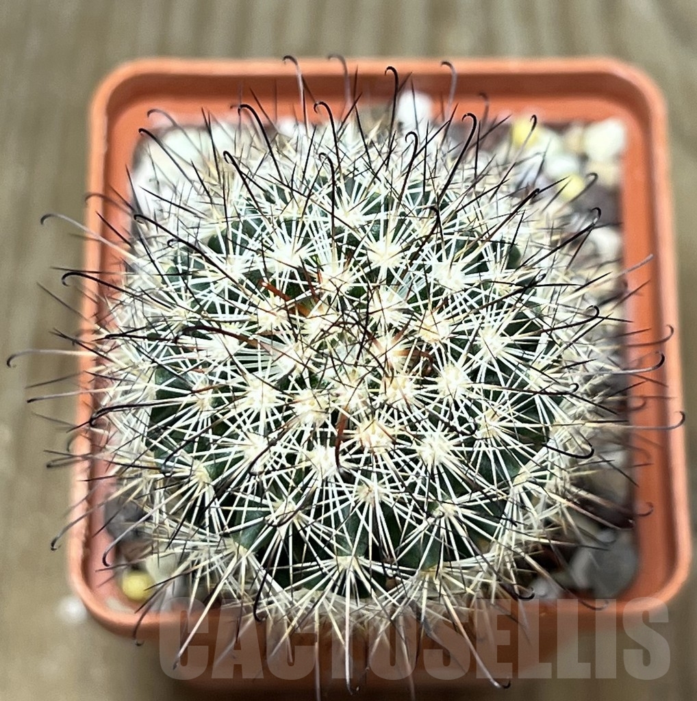 SHPR19898 Mammillaria blossfeldiana form. 7135 - Image 3