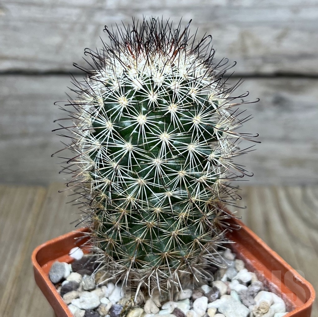 SHPR19898 Mammillaria blossfeldiana form. 7135