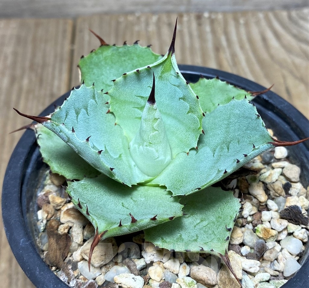 SHPR19515 Agave potatorum f. minima