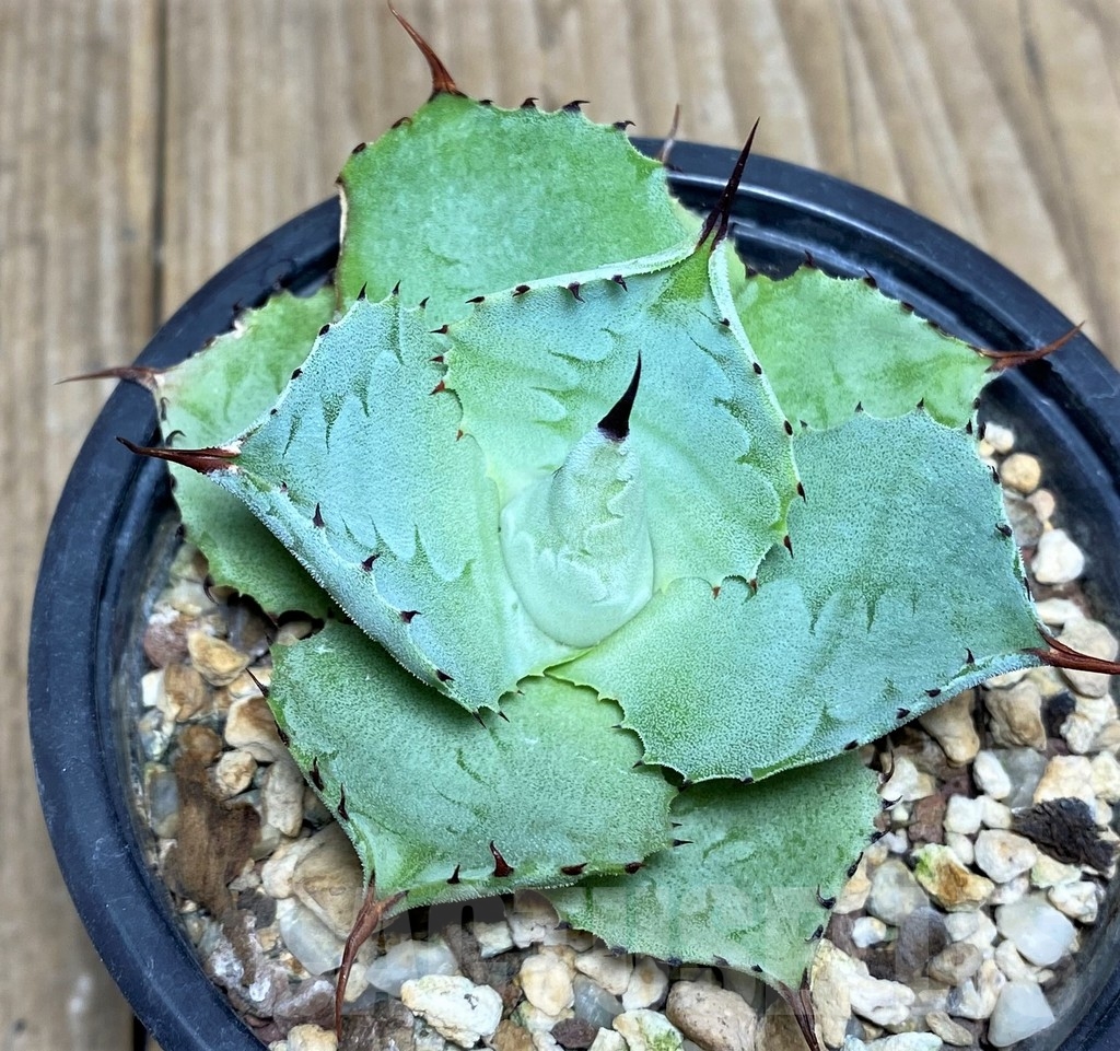 SHPR19515 Agave potatorum f. minima – Bild 2