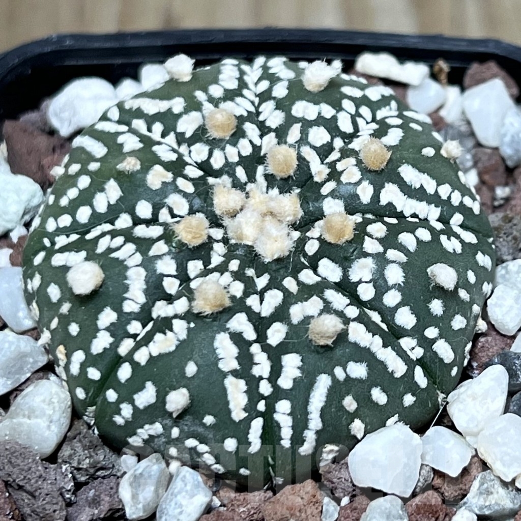 SHPR19899 Astrophytum asterias ‘Super Kabuto’ hybrid