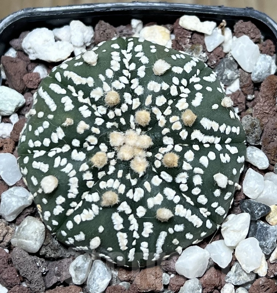 SHPR19899 Astrophytum asterias ‘Super Kabuto’ hybrid - Image 2