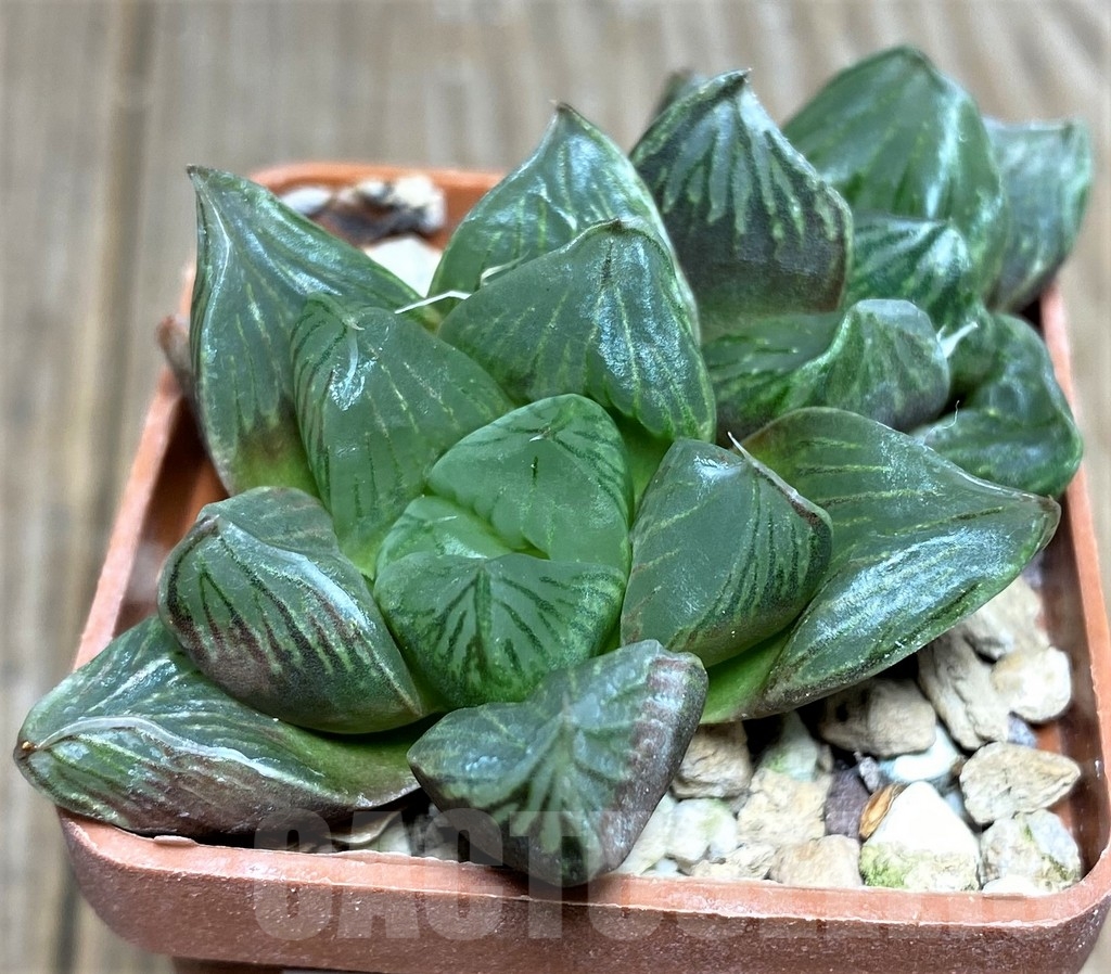 SHPR19517 Haworthia obtusa 'Black star' - Imagen 2
