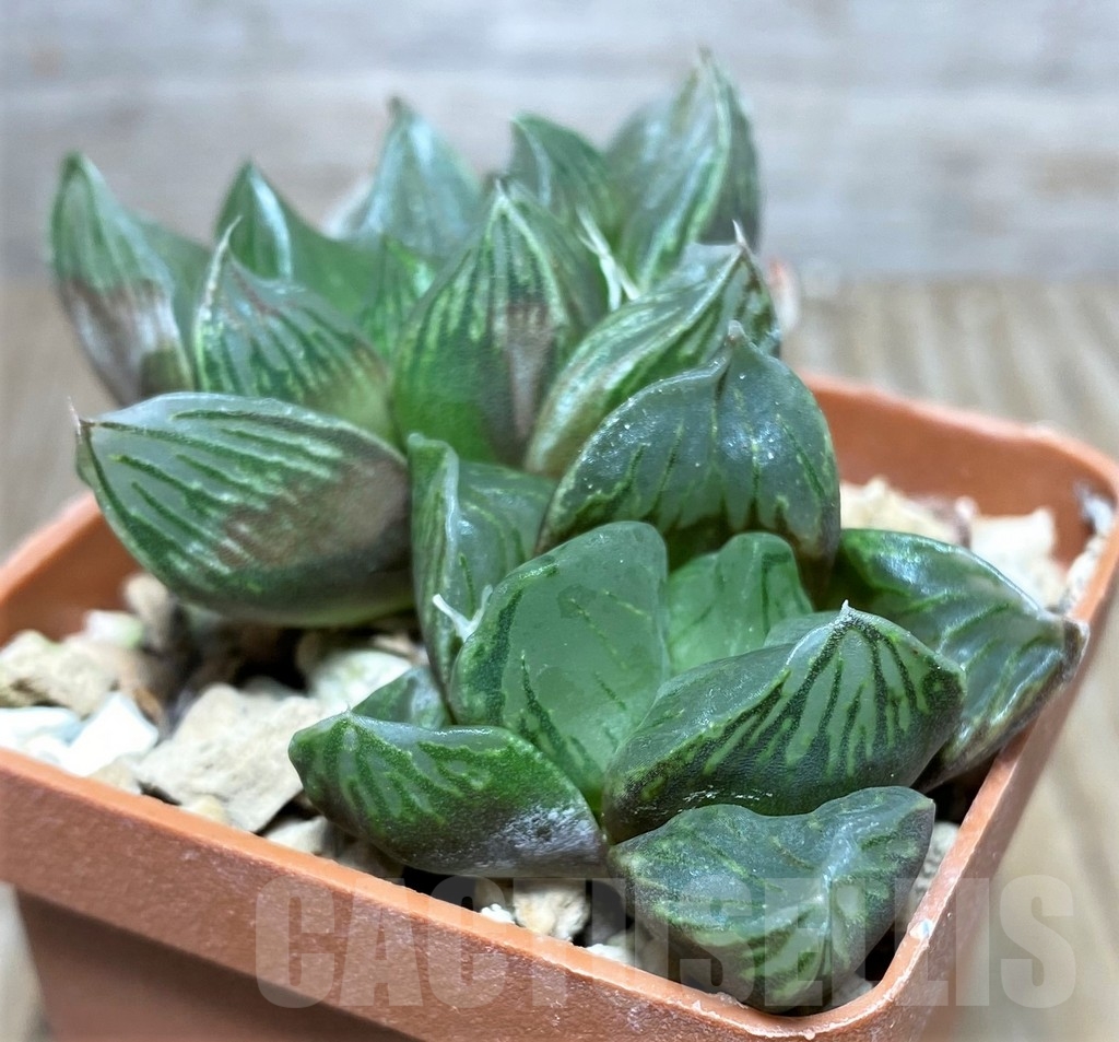 SHPR19517 Haworthia obtusa 'Black star'