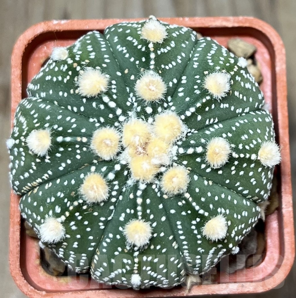 SHPR19900 Astrophytum asterias ‘Ooibo' hybrid
