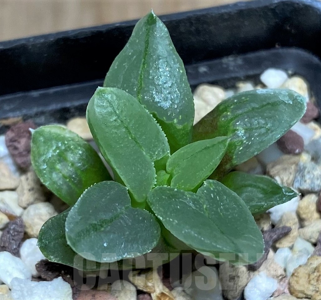 SHPR19518 Haworthia pygmaea 'Ice City' - Image 2