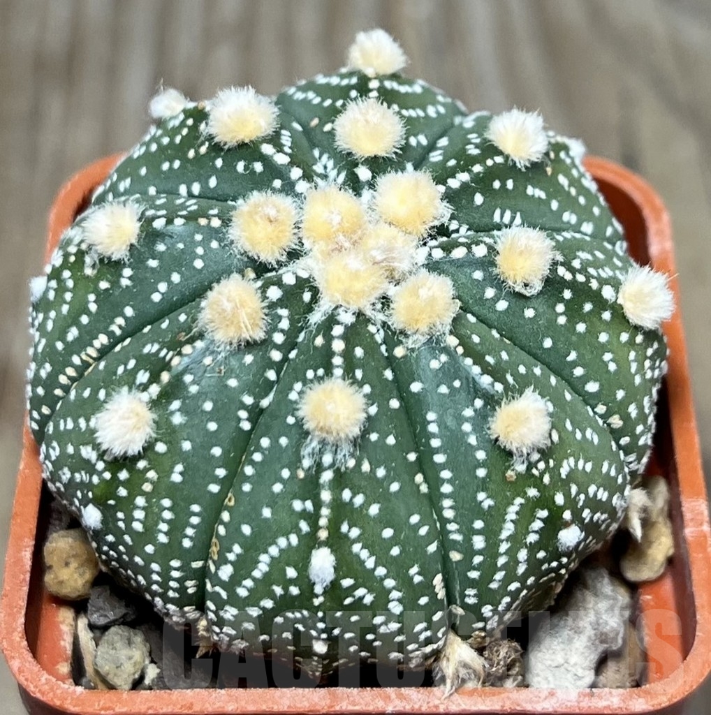 SHPR19900 Astrophytum asterias ‘Ooibo' hybrid - Image 2