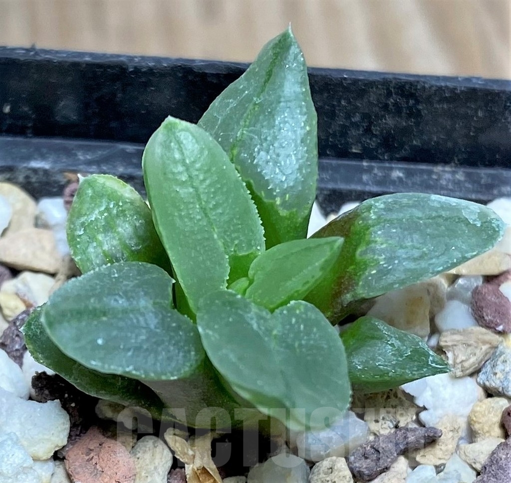 SHPR19518 Haworthia pygmaea 'Ice City'