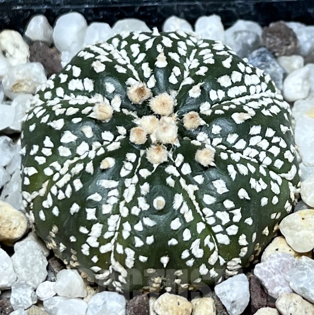 SHPR19901 Astrophytum asterias ‘Super Kabuto’ hybrid