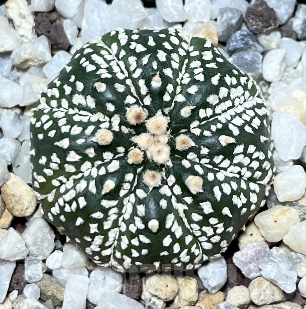 SHPR19901 Astrophytum asterias ‘Super Kabuto’ hybrid - Image 2