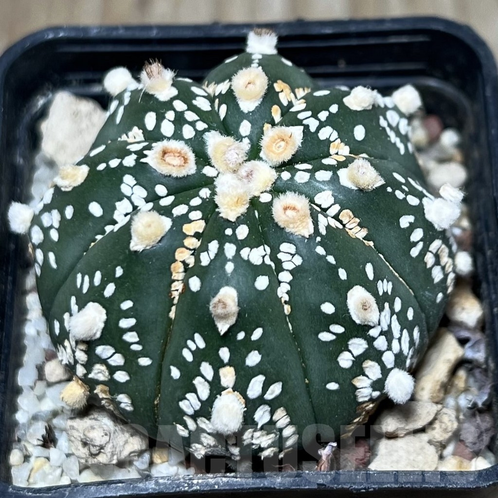 SHPR19902 Astrophytum asterias ‘Super Kabuto’ hybrid
