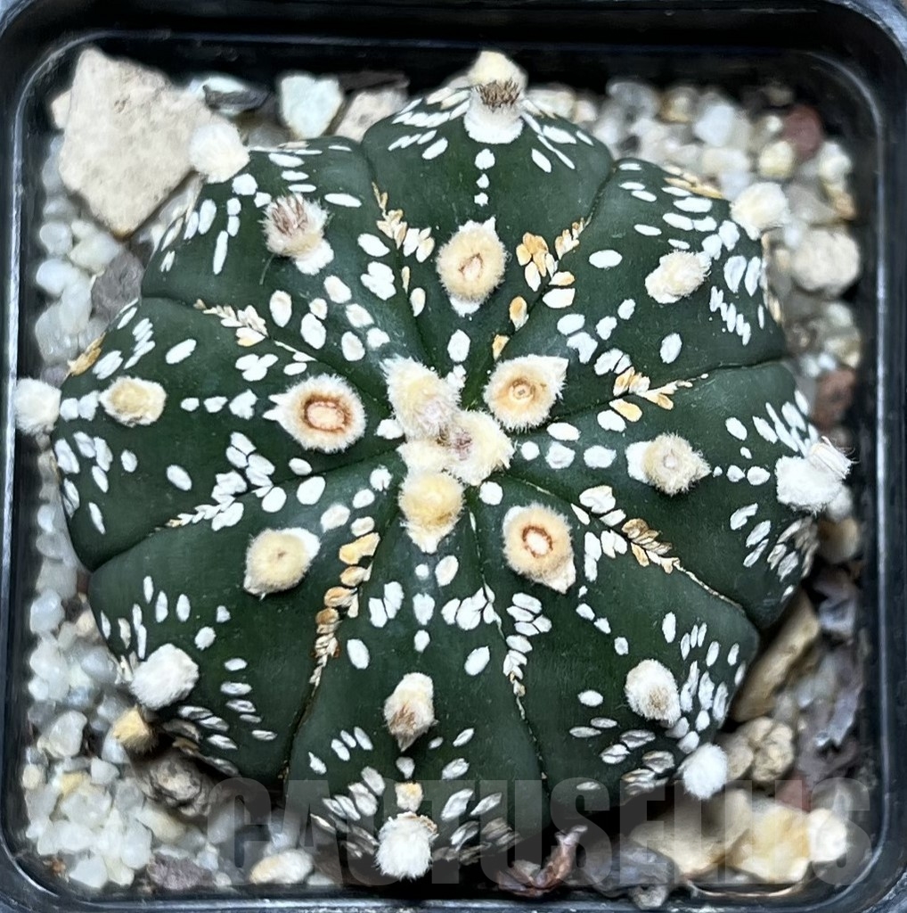 SHPR19902 Astrophytum asterias ‘Super Kabuto’ hybrid - Image 2