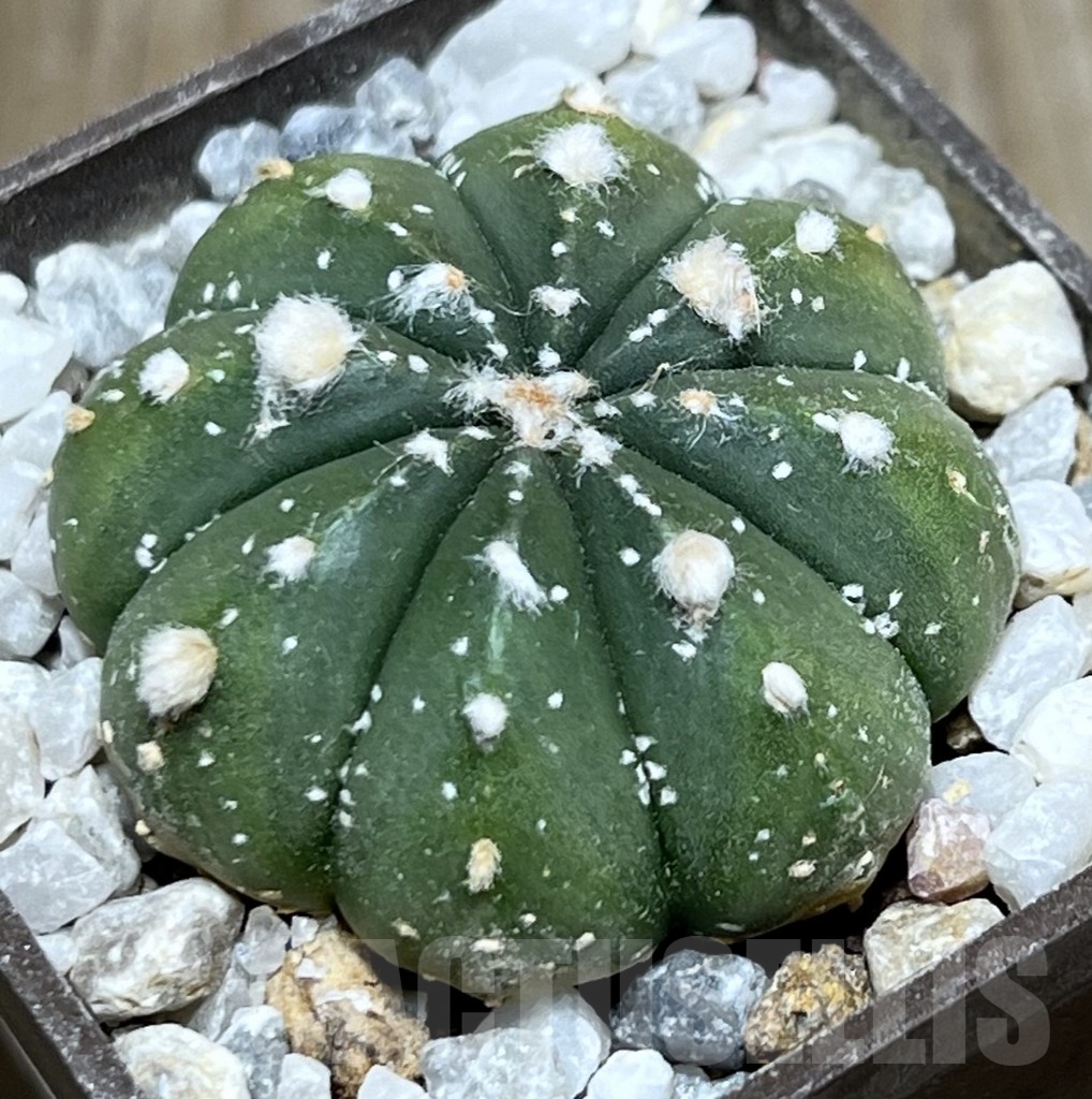 SHPR19903 Astrophytum asterias hybrid