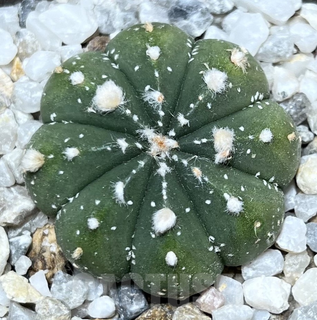 SHPR19903 Astrophytum asterias hybrid - Image 2