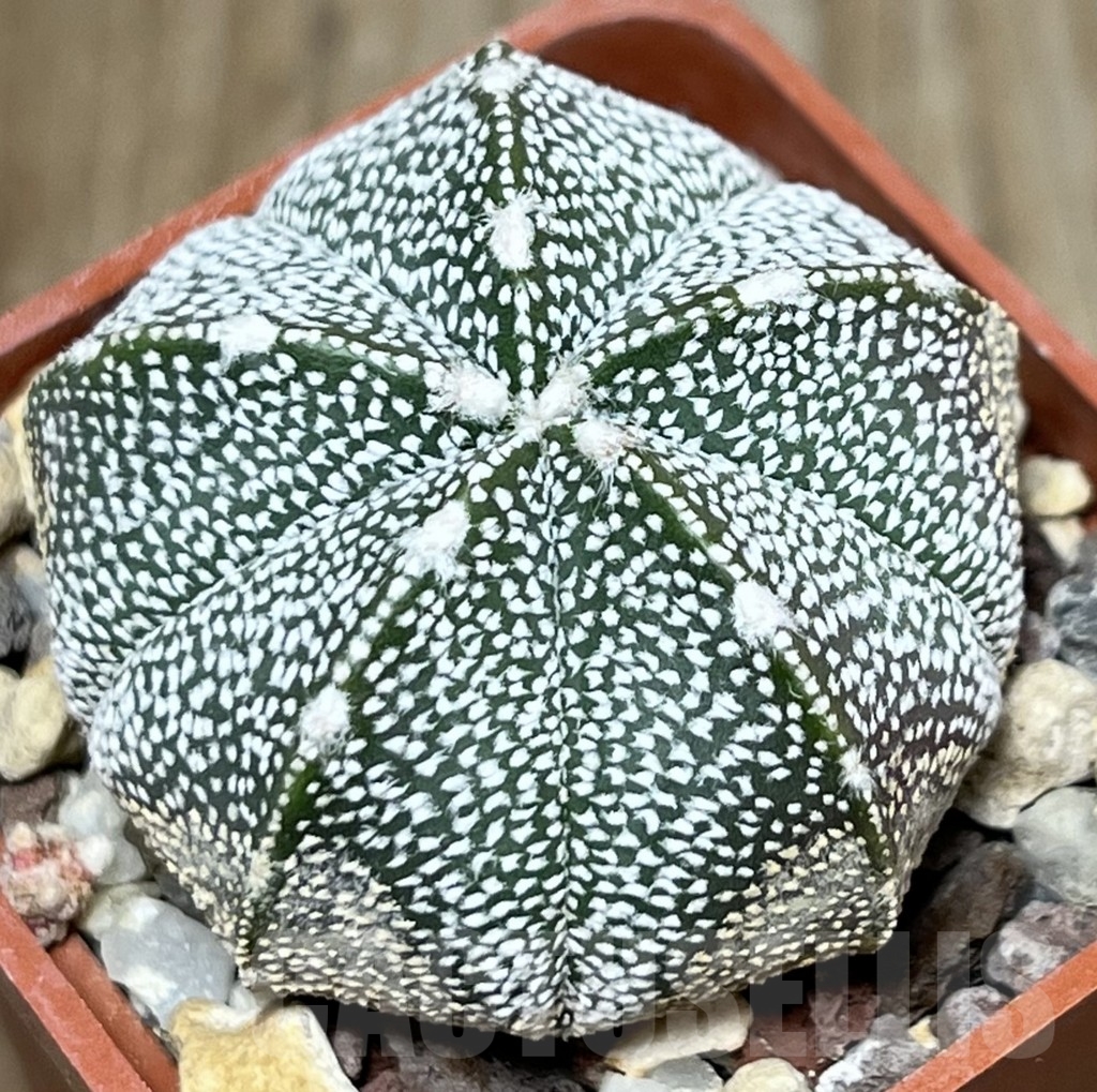 SHPR19904 Astrophytum coahuilense x asterias
