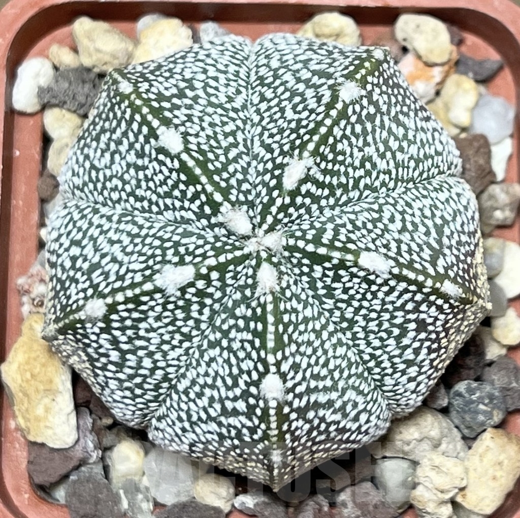 SHPR19904 Astrophytum coahuilense x asterias - Image 2