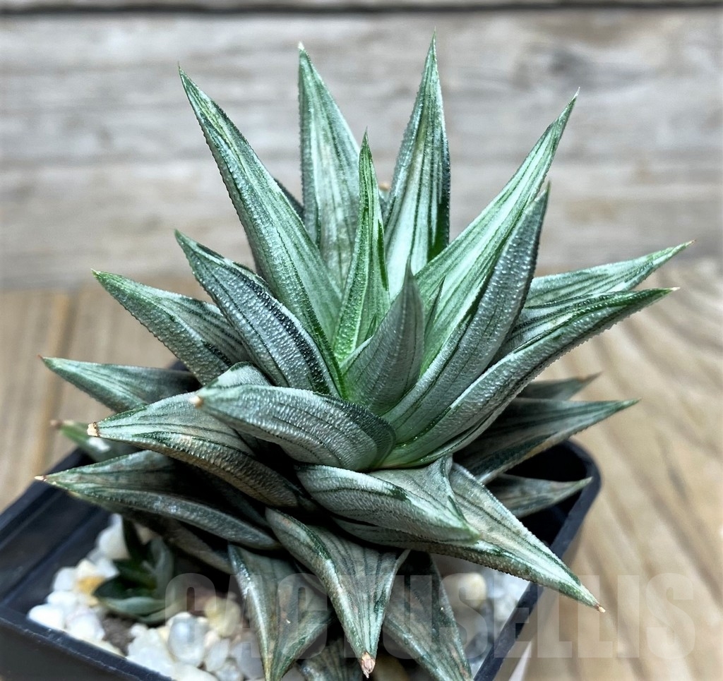 SHPR19525 Haworthia tortuosa f. variegata