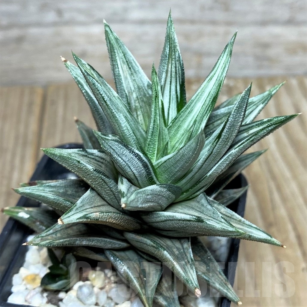SHPR19525 Haworthia tortuosa f. variegata - Imagen 2