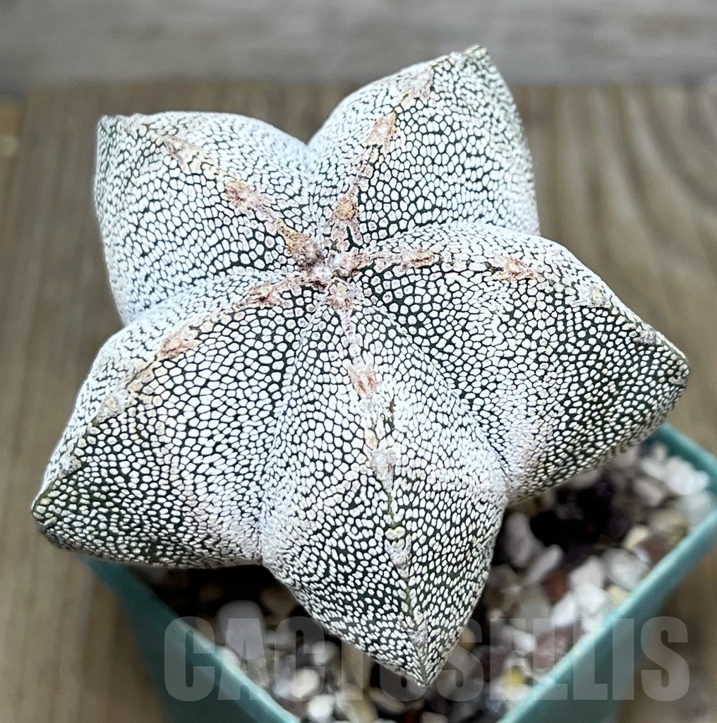 SHPR19907 Astrophytum myriostigma ‘Onzuka’ - Image 3