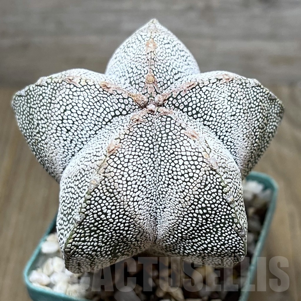 SHPR19907 Astrophytum myriostigma ‘Onzuka’